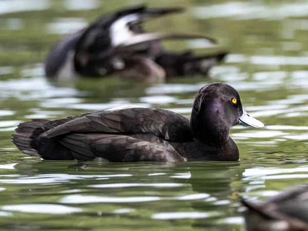 Selektive Fokusaufnahme einer schwarz-weißen Ente mit ausdrucksstarken Augen, die im See hängt — Stockfoto