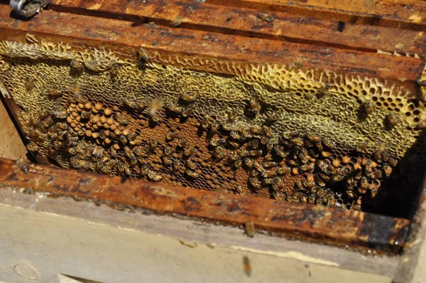 Vysoký úhel záběru tvrdě pracujících včel vytváří lahodný plástev v úlu — Stock fotografie