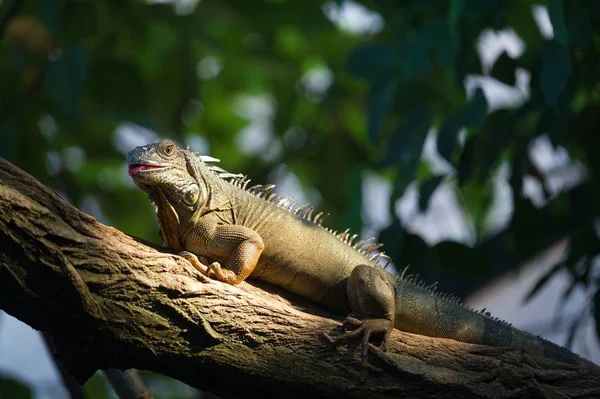 Güneş Işığının Altındaki Ağaçta Bir Iguananın Alçak Açılı Görüntüsü — Stok fotoğraf