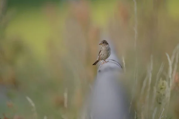 Tiro foco seletivo de um belo pássaro sentado em um tubo entre a grama verde — Fotografia de Stock