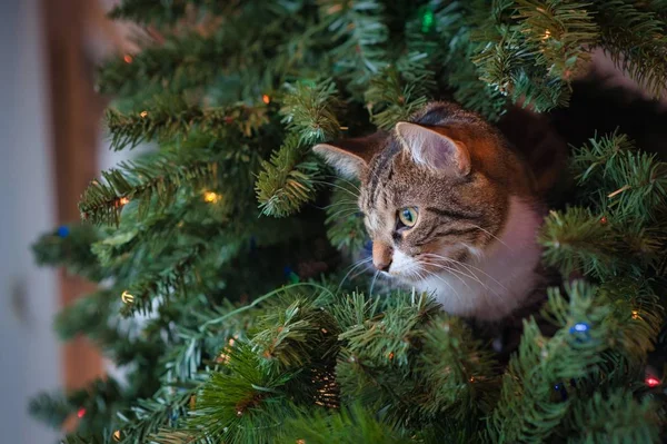 Niedliche Katze lugt von der Rückseite eines Weihnachtsbaums mit Lichtern hervor — Stockfoto