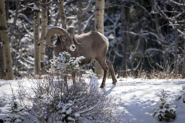 Uma Bela Camurça Meio Uma Floresta Coberta Neve — Fotografia de Stock