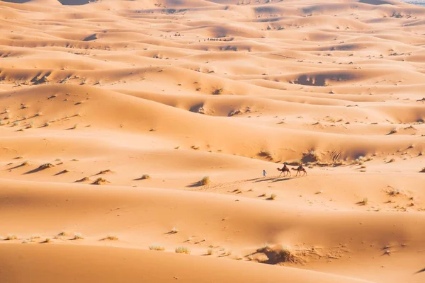 摩洛哥的Erg Chebbi沙漠 两个人骑着骆驼走在他们前面 — 图库照片
