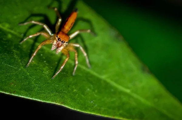 Nahaufnahme Einer Spinne Auf Einer Grünen Pflanze Mit Verschwommenem Hintergrund — Stockfoto