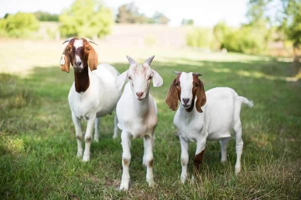 Grupo de cabras bebê bonito em um campo gramado no momento do pasto — Fotografia de Stock