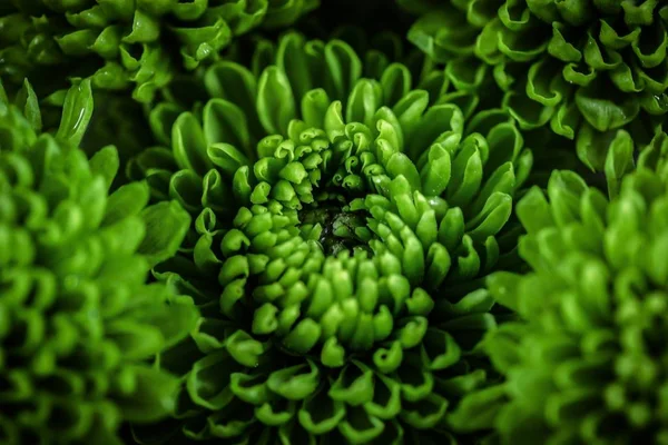 Macro flores verdes — Fotografia de Stock