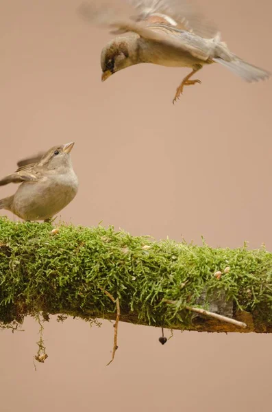 Vertikal skott av två fåglar på en mossa täckt gren på en rosa bakgrund — Stockfoto