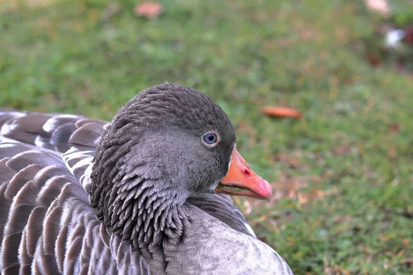 Canard aux plumes grises assis sur l'herbe dans un parc — Photo