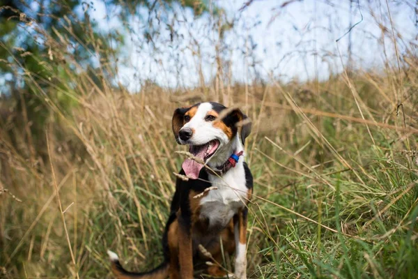 Cão marrom e branco bonito com a língua para fora olhando para o lado em um campo gramado — Fotografia de Stock