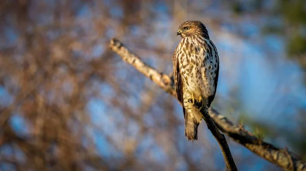 Red Shouldered Hawk — Stock Photo, Image
