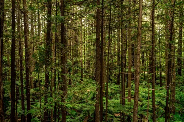 Uma Bela Paisagem Uma Floresta Verde Cheia Diferentes Tipos Árvores — Fotografia de Stock
