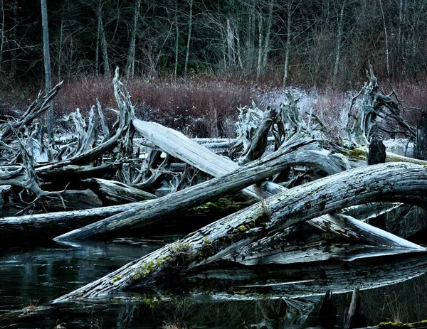 Primer plano de bosques en un lago que se refleja en el agua rodeada de hojas y árboles secos — Foto de Stock
