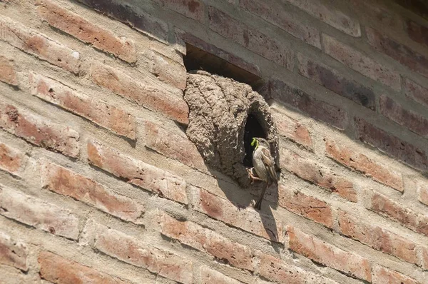 Aufnahme eines Vogels, der am Eingang eines Nestes auf einer Ziegelmauer steht — Stockfoto