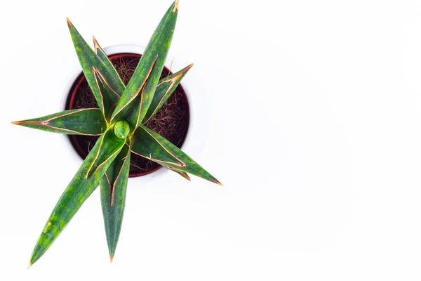 Nahaufnahme einer schönen grünen Pflanze vor weißem Hintergrund — Stockfoto