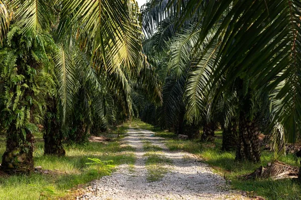 Palm trees at a Palm Oil Plantation in South East Asia — Stock Photo, Image