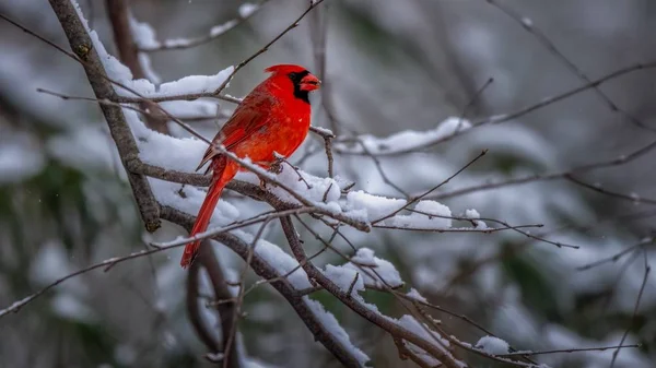 Cardinalul de Nord — Fotografie, imagine de stoc