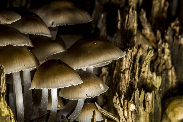 Selektiv fokusbild av vilda svampar som växer på trädstammen — Stockfoto