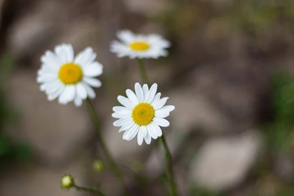 Detalhe tiro de Daises — Fotografia de Stock