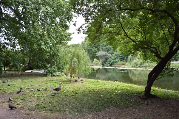 Aranyos táj madarak lóg a parkban Londonban, Uk — Stock Fotó
