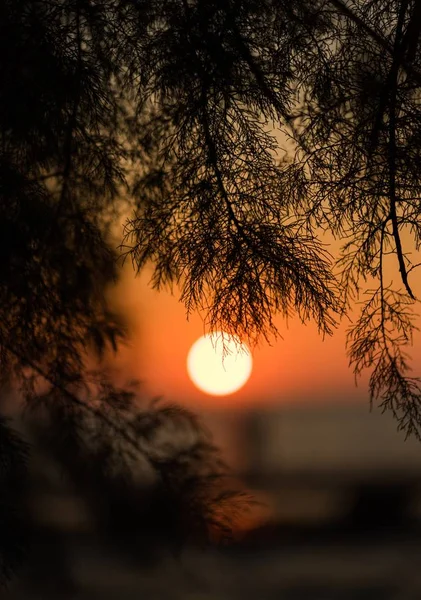 Ramos de árvore com a bela vista do pôr do sol refletindo no mar no fundo — Fotografia de Stock