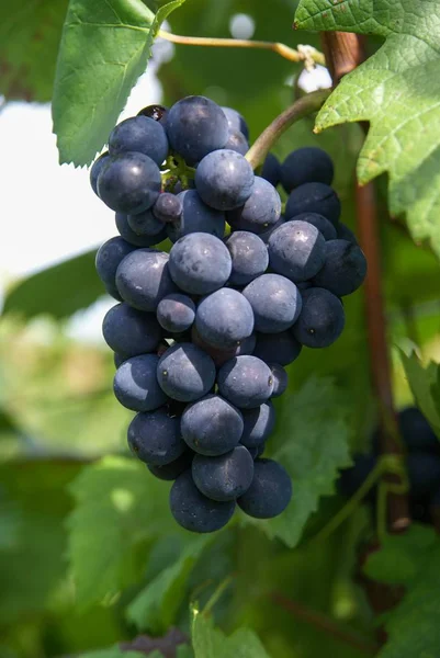 Foto vertical de una vid de uva negra en medio de un jardín en la región de Alsacia, Francia — Foto de Stock