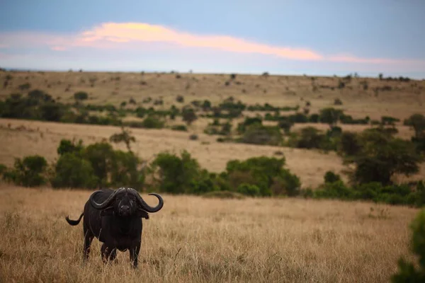Búfalo preto nos campos com as nuvens coloridas no fundo — Fotografia de Stock