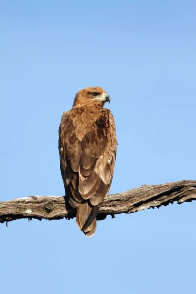 Vertikale Aufnahme eines prachtvollen Falken, der auf einem Ast unter dem klaren blauen Himmel sitzt — Stockfoto