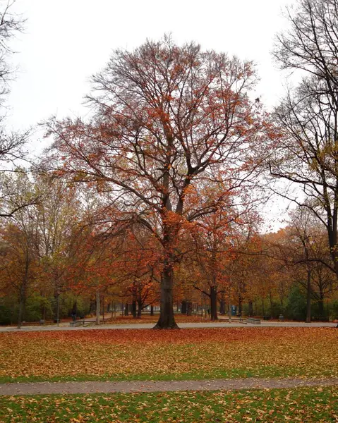 Landskap i en park omgiven av färgglada blad och träd under hösten — Stockfoto