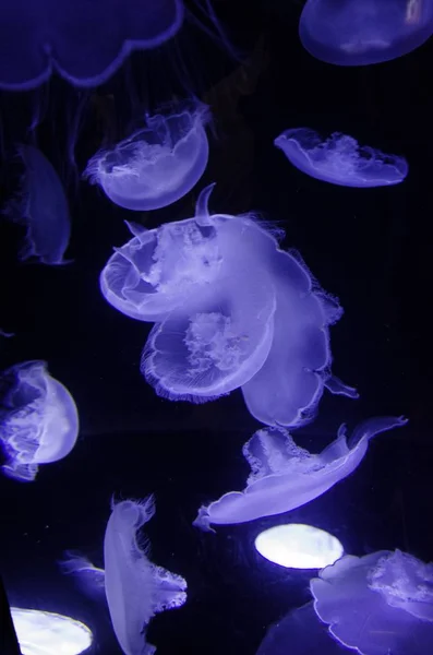Detailní záběr medúz ve vodě pod modrým světlem lampy na tmavém pozadí — Stock fotografie