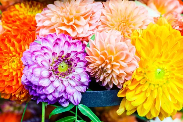 Крупный план красивых красочных цветов Далии - отлично подходит для натуральных обоев — стоковое фото