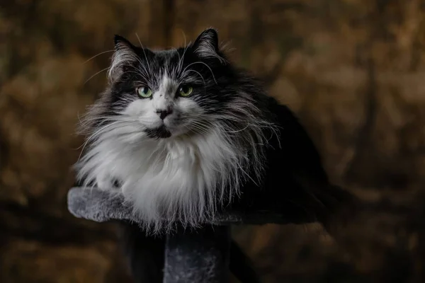 Primo piano di un gatto dai capelli lunghi in bianco e nero seduto su una pietra orgogliosa di sé — Foto Stock