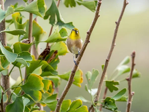 Επιλεκτική φωτογραφία εστίασης ενός χαριτωμένου εξωτικού πουλιού που στέκεται σε ένα κλαδί δέντρου στη μέση ενός δάσους — Φωτογραφία Αρχείου