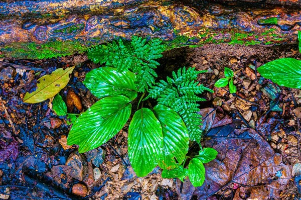 Closeup tiro de uma folha verde brilhante no chão na floresta após a chuva — Fotografia de Stock