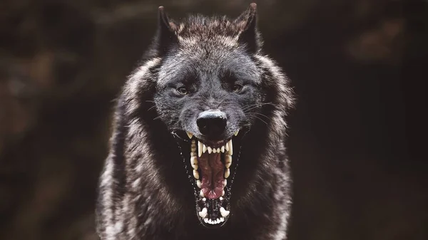 Close-up de um lobo rugindo preto com uma boca enorme e dentes com um fundo embaçado — Fotografia de Stock