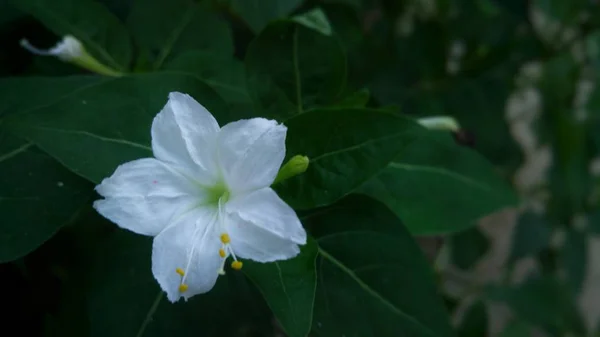 Zdjęcia z bliska białego kwiatu z zielonymi liśćmi — Zdjęcie stockowe