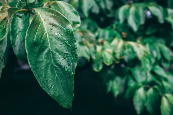 stock image Closeup shot of green leaves covered with dewdrops with a blurred background