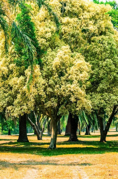 Tiro Vertical Das Belas Árvores Campo Coberto Grama — Fotografia de Stock