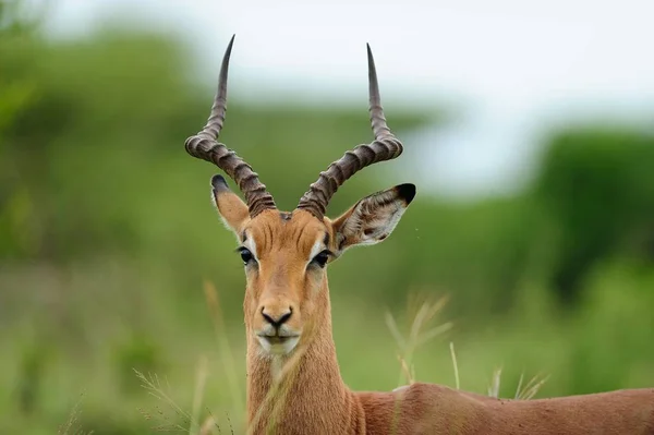 Eine Selektive Fokusaufnahme Eines Schönen Impalas Eingefangen Afrikanischen Dschungel — Stockfoto