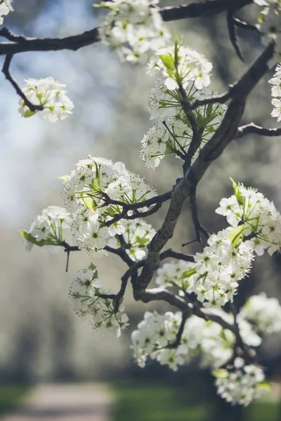 Beautiful white apple blossom sprouts on a branch of a tree during the beginning of the Spring