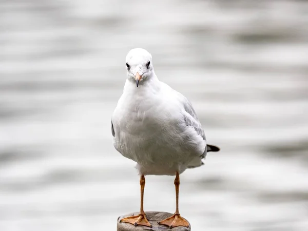 湖の真ん中にかわいい白いヨーロッパのニシンのカモメ — ストック写真