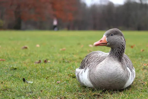 Canard gris assis sur l'herbe avec un fond flou — Photo