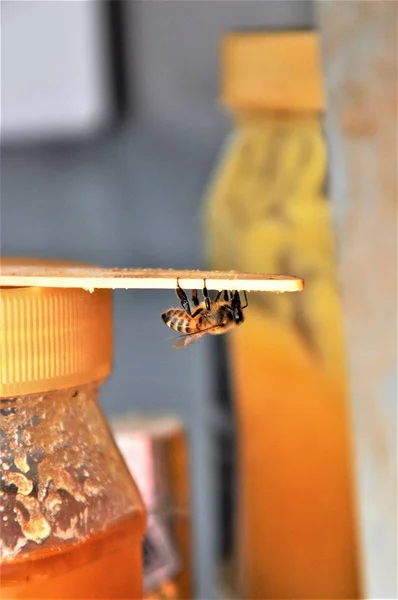 Primer plano vertical de una abeja de pie en un frasco de vidrio lleno de deliciosa miel — Foto de Stock