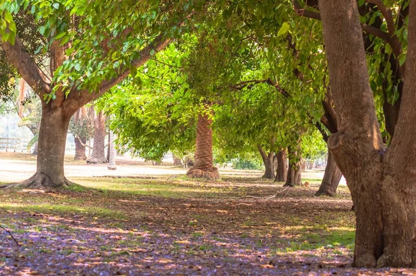 Krásný výhled na zelené stromy na listnatém podloží — Stock fotografie