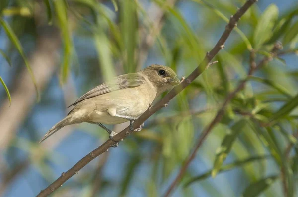 Close-up shot van een mooie kleine vogel zittend op een tak met wazige achtergrond — Stockfoto