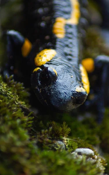 Fecho vertical quente de um lagarto tritão preto e amarelo em um ambiente natural — Fotografia de Stock