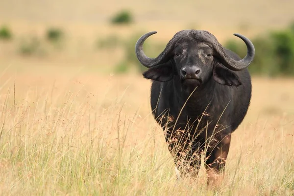 Gran Búfalo Negro Los Campos Cubiertos Hierba Alta Capturada Las — Foto de Stock