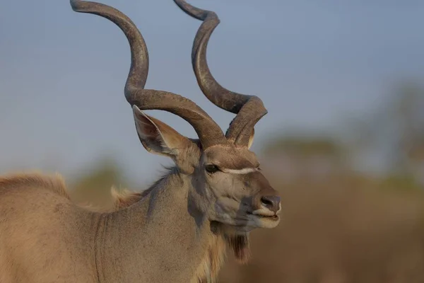 Closeup Shot Kudu Blurred Background — Stock Photo, Image