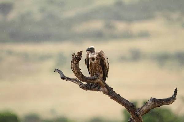 Velkolepý Sup Sedící Větvích Mrtvého Stromu Chyceného Afrických Džunglích — Stock fotografie