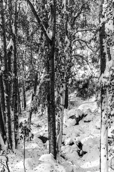 Landschaft eines Waldes, der tagsüber von schneebedeckten Bäumen umgeben ist — Stockfoto