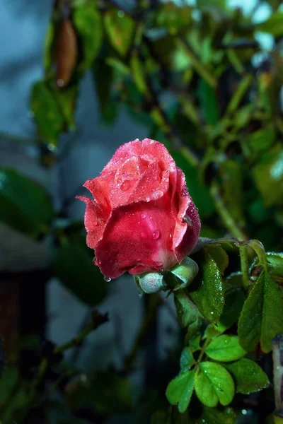 Tiro de close-up vertical de uma rosa rosa coberta com gotas de orvalho em um fundo embaçado — Fotografia de Stock